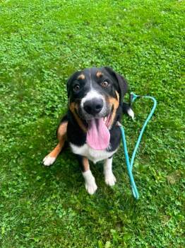 Eleanor -  Mixed Breed Dog for Adoption in Myerstown, Pennsylvania - Eleanor | PetCurious