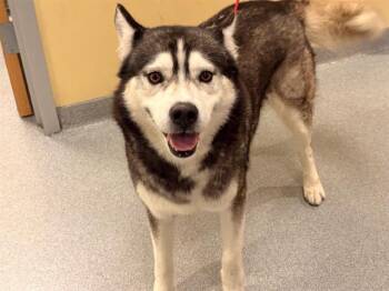 Siberian Husky Dogs Available for Adoption - JACOB | PetCurious