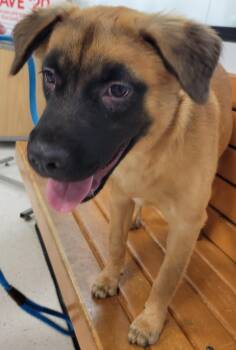 Turkish Kangal and Shepherd Dogs Available for Adoption - Cocoa | PetCurious