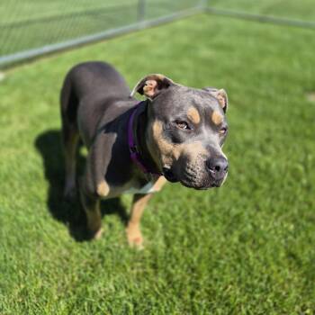 Cocoa -  Pit Bull Terrier Dog for Adoption in Woodstock, Illinois - Cocoa | PetCurious