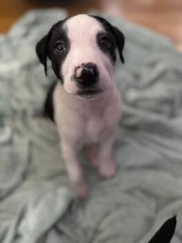 Labrador Retriever Dogs Available for Adoption in Newport, Kentucky - Art | PetCurious