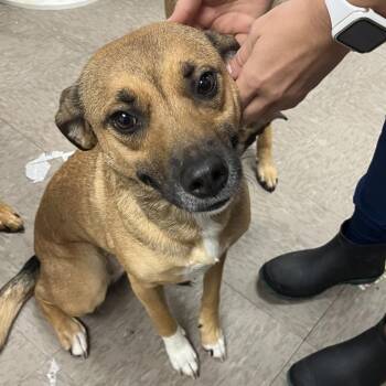 Officer Catfish -  Shepherd and Feist Dog Available for Adoption in Birmingham, Alabama - Officer Catfish | PetCurious