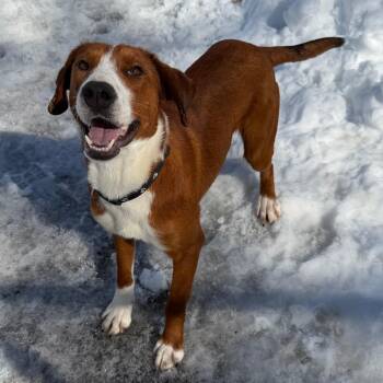 Mixed Breed Dogs Available for Adoption - NELLIE | PetCurious