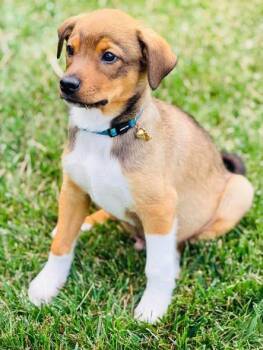 Rick Wright -  Mixed Breed Dog for Adoption in Winchester, Kentucky - Rick Wright | PetCurious