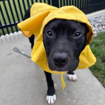 Marble -  Pit Bull Terrier Dog for Adoption in Fort Wayne, Indiana - Marble | PetCurious