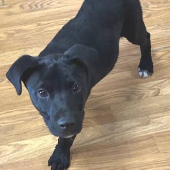 Labrador Retriever and Pit Bull Terrier Dogs Available for Adoption - Bonk | PetCurious
