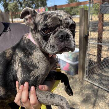 Kenzie -  French Bulldog Dog for Adoption in Sonoma, California - Kenzie | PetCurious