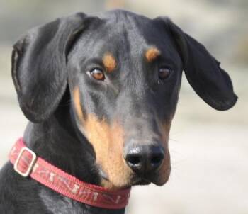 Booker -  Doberman Pinscher Dog for Adoption in Tehachapi, California - Booker | PetCurious