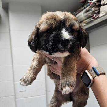 Mixed Breed Dogs Available for Adoption in Corpus Christi, Texas - Marigold | PetCurious