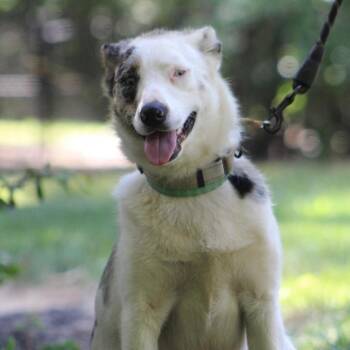 Shadow -  Australian Shepherd Dog for Adoption in Richmond, Virginia - Shadow | PetCurious