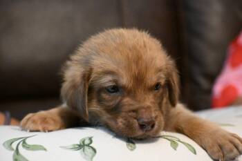 Jackson -  Labrador Retriever and Shepherd Dog for Adoption in Holly Springs, North Carolina - Jackson | PetCurious