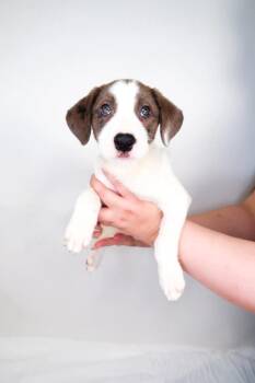 Grace Ivers -  Shepherd Dog for Adoption in Bixby, Oklahoma - Grace Ivers | PetCurious