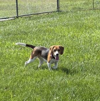 Copper -  Beagle Dog for Adoption in Fairfield, Iowa - Copper | PetCurious