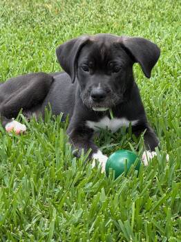 Ranger -  Mixed Breed Dog Available for Adoption in Orlando, Florida - Ranger | PetCurious