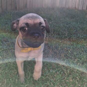 Maya Jama -  Pug and Chihuahua Dog for Adoption in Austin, Texas - Maya Jama | PetCurious