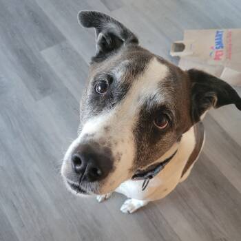 Rescue German Shorthaired Pointer and Mixed Breed Dogs for Adoption in Ramona, California - Ellie | PetCurious