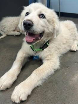 Great Pyrenees Dogs Available for Adoption in Mesa, Arizona - Nimbus | PetCurious
