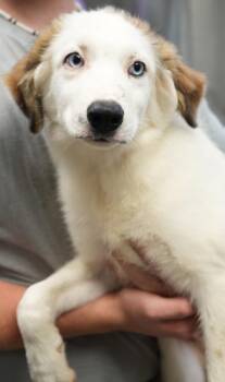 Chance -  Australian Shepherd and Mixed Breed Dog for Adoption in Bowling Green, Kentucky - Chance | PetCurious