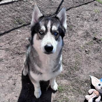Alaskan Malamute and Husky Dogs Available for Adoption - Iris D11168 | PetCurious