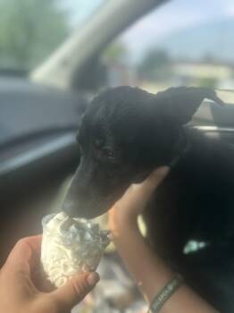 Cricket -  Terrier Dog for Adoption in Oswego, Illinois - Cricket | PetCurious