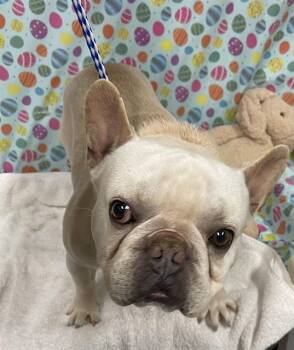 French Bulldog Dogs Available for Adoption - A608613 | PetCurious