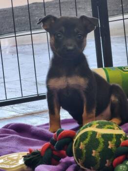 Brooks (Born 04/26/26) -  Terrier Dog for Adoption in Troy, Alabama - Brooks (Born 04/26/26) | PetCurious