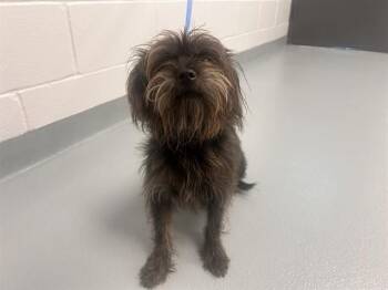 OIL -  Terrier and Mixed Breed Dog for Adoption in St. Cloud, Florida - OIL | PetCurious