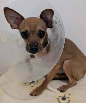 Chihuahua Dogs Available for Adoption in Aurora, Colorado - Batista | PetCurious