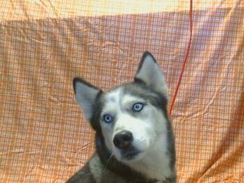 Rescue Siberian Husky Dogs for Adoption in Sacramento, California - OPUS | PetCurious