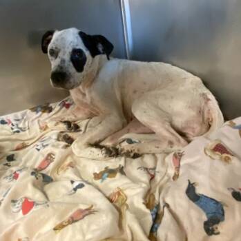 Rescue American Staffordshire Terrier Dogs for Adoption in San Antonio, Texas - PEPPER | PetCurious