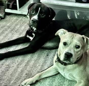 Pit Bull Terrier Dogs Available for Adoption - Poppo And Milo Bonded Brothers Surrendered Together | PetCurious