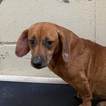Eliza -  Dachshund and Hound Dog for Adoption in Tuscaloosa, Alabama - Eliza | PetCurious