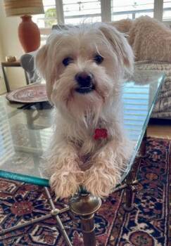 Maltese and Poodle Dogs Available for Adoption - Milo | PetCurious