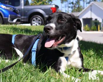 Zoomie -  Great Pyrenees and Great Dane Dog for Adoption - Zoomie | PetCurious