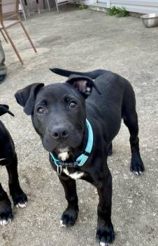 Beagle and Black Labrador Retriever Dogs Available for Adoption - Beau - Southern Boy!  | PetCurious