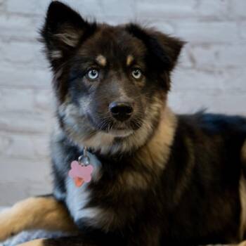 German Shepherd Dog and Husky Dogs Available for Adoption in Brainerd, Minnesota - Bette Davis | PetCurious