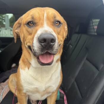 Hound and German Shepherd Dog Dogs Available for Adoption in Cumming, Georgia - Tommy | PetCurious