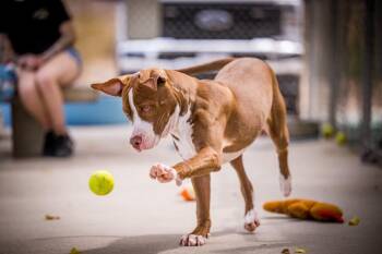 Brock -  Pit Bull Terrier Dog for Adoption in Twentynine Palms, California - Brock | PetCurious