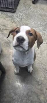 Mixed Breed Dogs Available for Adoption in Paducah, Kentucky - Roll | PetCurious