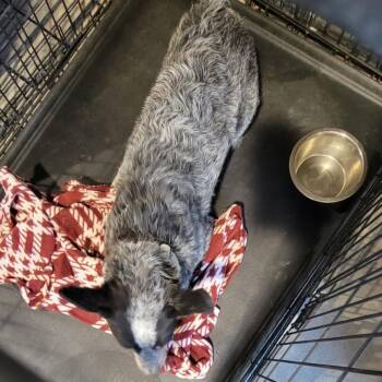 Mixed Breed Dogs Available for Adoption in Las Cruces, New Mexico - Chumina | PetCurious
