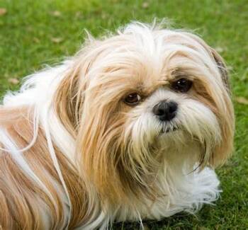 Poe- PROD TEST- NOT FOR ADOPTION -  Shih Tzu Dog for Adoption in Bettles, Alaska - Poe- PROD TEST- NOT FOR ADOPTION | PetCurious