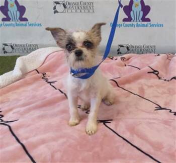 A605468 -  Shih Tzu and Mixed Breed Dog for Adoption in Orlando, Florida - A605468 | PetCurious