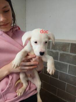 Doc -  Mixed Breed Dog for Adoption in Princeton, Indiana - Doc | PetCurious