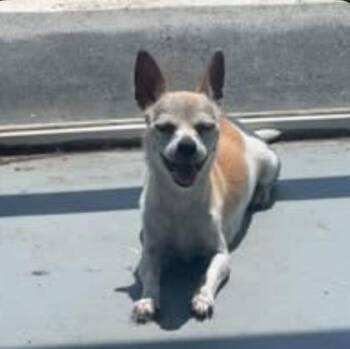 Skye -  Chihuahua and Mixed Breed Dog for Adoption in Morton Grove, Illinois - Skye | PetCurious