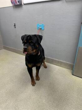 Rottweiler Dogs Available for Adoption - REX | PetCurious