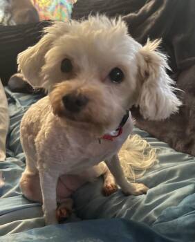Cali -  Maltese and Miniature Poodle Dog for Adoption in Cleveland, Ohio - Cali | PetCurious