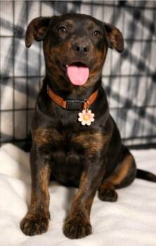 Shepherd and Hound Dogs Available for Adoption - Midnight | PetCurious