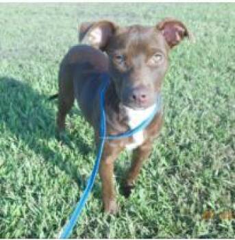 Gypsie -  Mixed Breed Dog for Adoption in West Chester, Pennsylvania - Gypsie | PetCurious