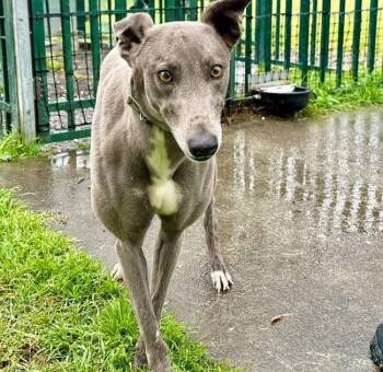 Olivia Blue (Belle) -  Greyhound Dog for Adoption in Tarpon Springs, Florida - Olivia Blue (Belle) | PetCurious