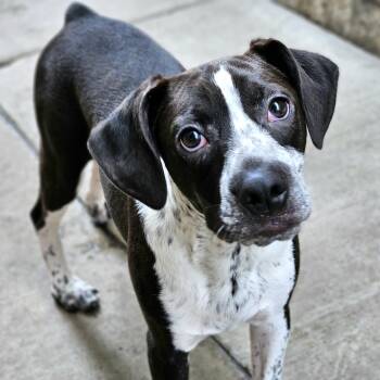 Colby -  Boston Terrier and Beagle Dog for Adoption in Chicago, Illinois - Colby | PetCurious